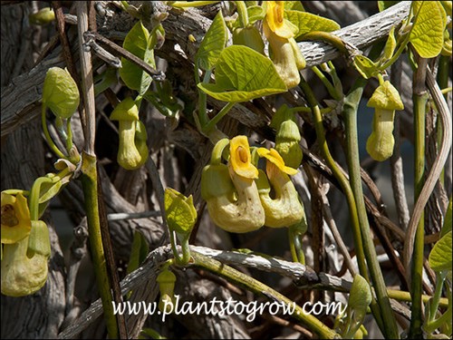 Interesting tropical looking flowers on this hardy vine.